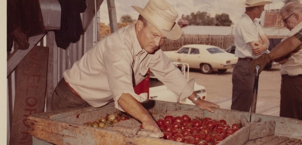 Farmer going through plucked tomatoes to sell