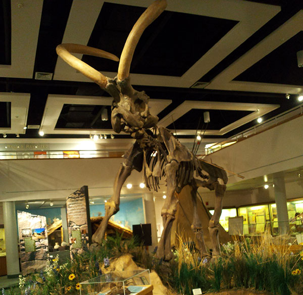 Columbian Mammoth (Huntington Mammoth) skeleton.
