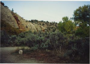 Rocks and shrubbery. 